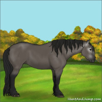 Horse Color:Gray Grullo