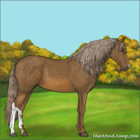 Horse Color:Chocolate Palomino 