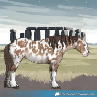 Horse Color:White Spotted Liver Red Dun Splash Near Leopard 