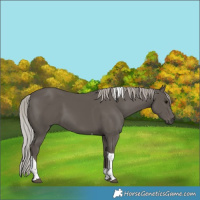 Horse Color:Silver Black Tobiano 