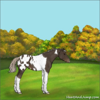 Horse Color:Silver Smoky Black Tobiano Appaloosa 