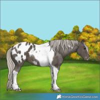 Horse Color:Silver Smoky Black Tobiano Blanket 