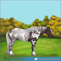 Horse Color:White Spotted Silver Brown Rabicano 