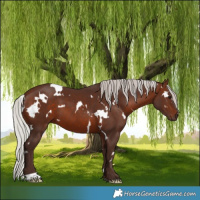 Horse Color:White Spotted Silver Brown