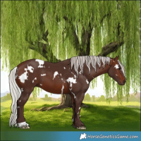 Horse Color:White Spotted Silver Brown