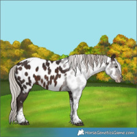Horse Color:Silver Brown Tobiano Appaloosa 
