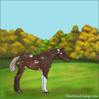 Horse Color:White Spotted Silver Brown Tobiano 