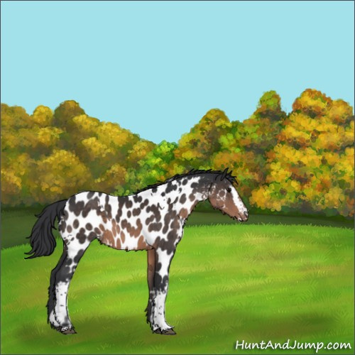 Horse Color:White Spotted Brown Appaloosa 