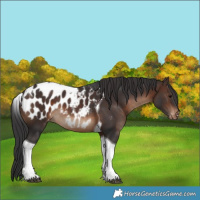 Horse Color:Brown Tobiano Appaloosa 