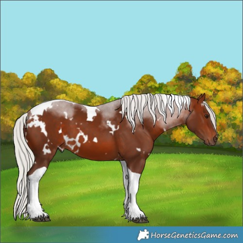 Horse Color:White Spotted Silver Bay Tobiano 