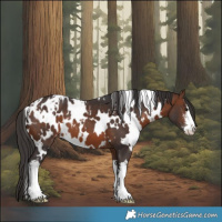 Horse Color:White Spotted Brown Appaloosa 