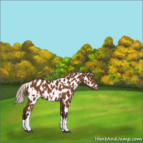 Horse Color:White Spotted Silver Brown Tobiano Appaloosa 
