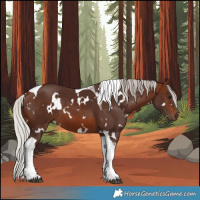 Horse Color:White Spotted Silver Brown Tobiano