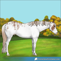 Horse Color:White Spotted Chestnut 