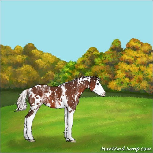 Horse Color:White Spotted Silver Brown Splash 
