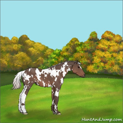 Horse Color:White Spotted Silver Black 