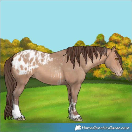 Horse Color:Amber Champagne Sabino Tobiano Appaloosa  and Amber Champagne Sabino Tobiano Appaloosa Rabicano 