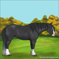 Horse Color:Black Splash