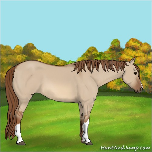 Horse Color:Red Dun 