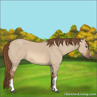 Horse Color:Red Dun 