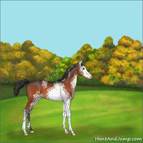 Horse Color:White Spotted Bay 