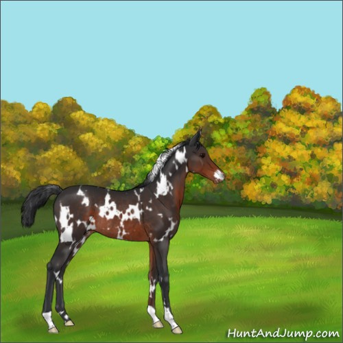 Horse Color:White Spotted Brown Appaloosa Rabicano 
