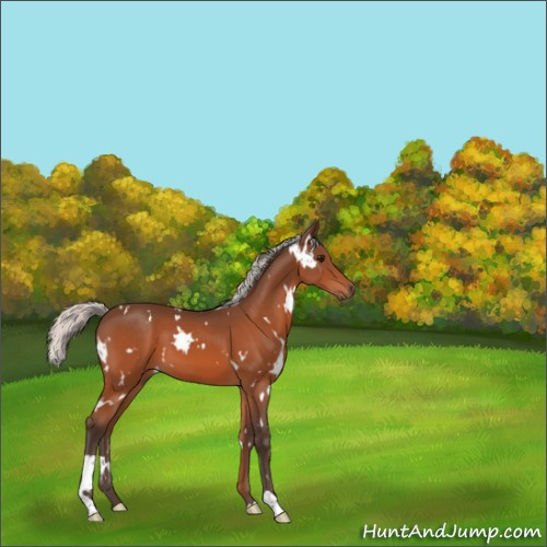 Horse Color:White Spotted Silver Bay 
