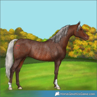 Horse Color:Silver Brown Varnish Rabicano
