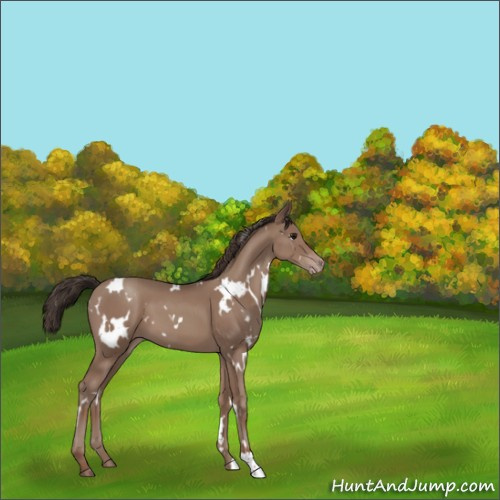 Horse Color:White Spotted Classic Champagne 