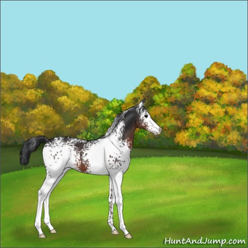 Horse Color:White Spotted Brown 