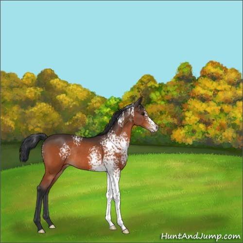 Horse Color:White Spotted Bay Rabicano 