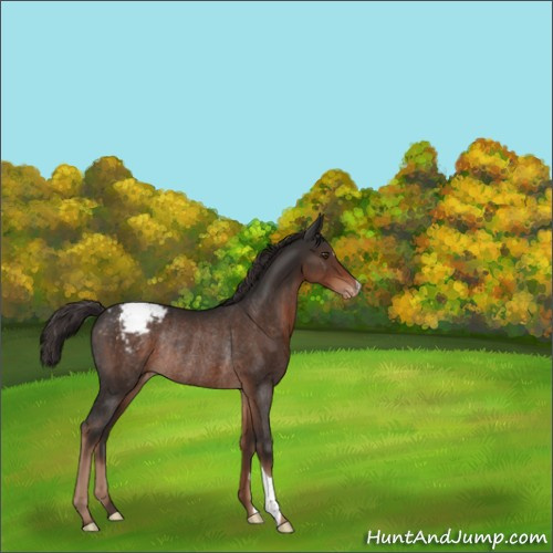 Horse Color:Liver Chestnut Appaloosa Rabicano 