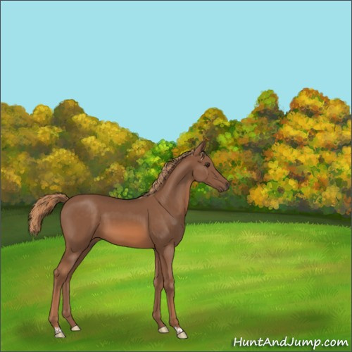 Horse Color:Chestnut 