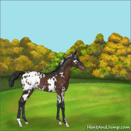 Horse Color:White Spotted Brown Appaloosa Rabicano 