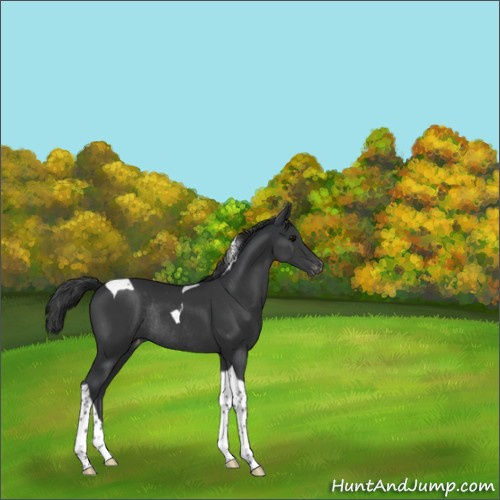 Horse Color:Black Tobiano Appaloosa Rabicano 