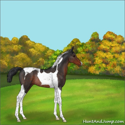 Horse Color:Brown Tobiano Rabicano 