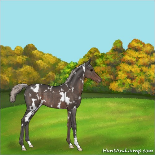 Horse Color:White Spotted Silver Black Appaloosa Rabicano 