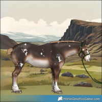 Horse Color:White Spotted Liver Chestnut 