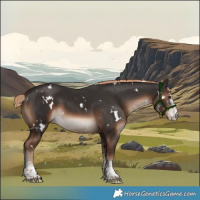 Horse Color:White Spotted Liver Chestnut 