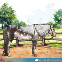 Horse Color:White Spotted Liver Chestnut 