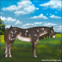 Horse Color:White Spotted Liver Chestnut Tobiano 
