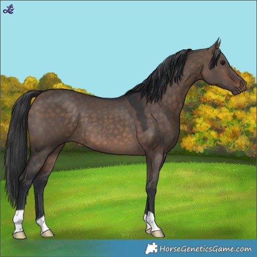 Horse Color:Brown Dun 
