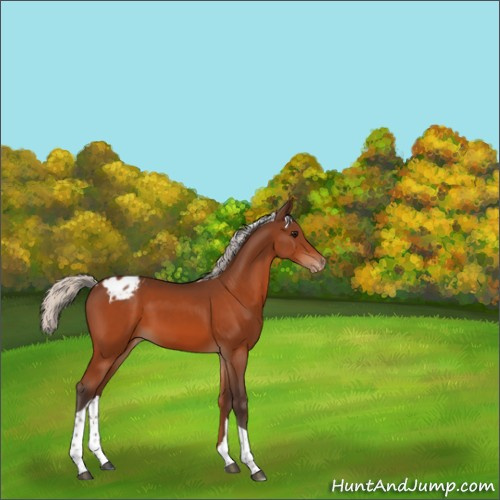 Horse Color:Silver Bay Tobiano Appaloosa 