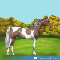 Horse Color:Silver Black Tobiano Varnish Rabicano 