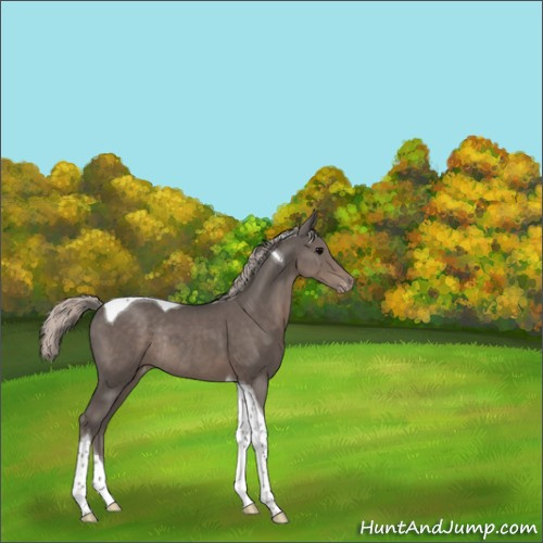 Horse Color:Silver Black Tobiano Appaloosa Rabicano 