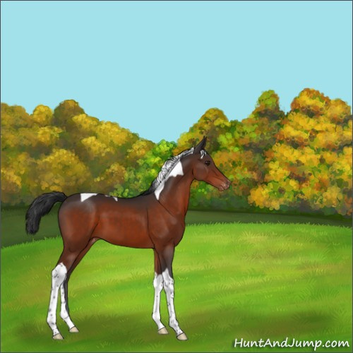 Horse Color:Brown Tobiano Appaloosa 
