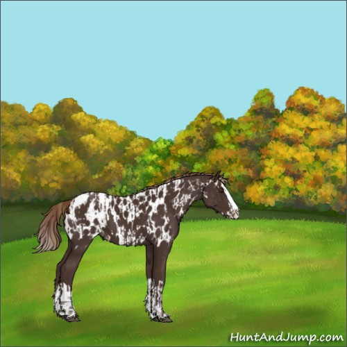 Horse Color:Liver Chestnut Sabino Splash Appaloosa  and Liver Chestnut Sabino Splash Appaloosa 