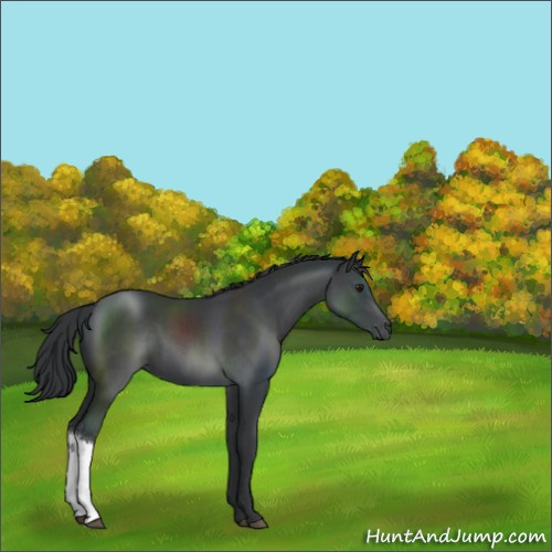 Horse Color:Black Chinchilla 