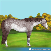 Horse Color:Chocolate Brown Chinchilla 