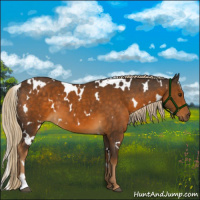 Horse Color:White Spotted Chocolate Palomino 